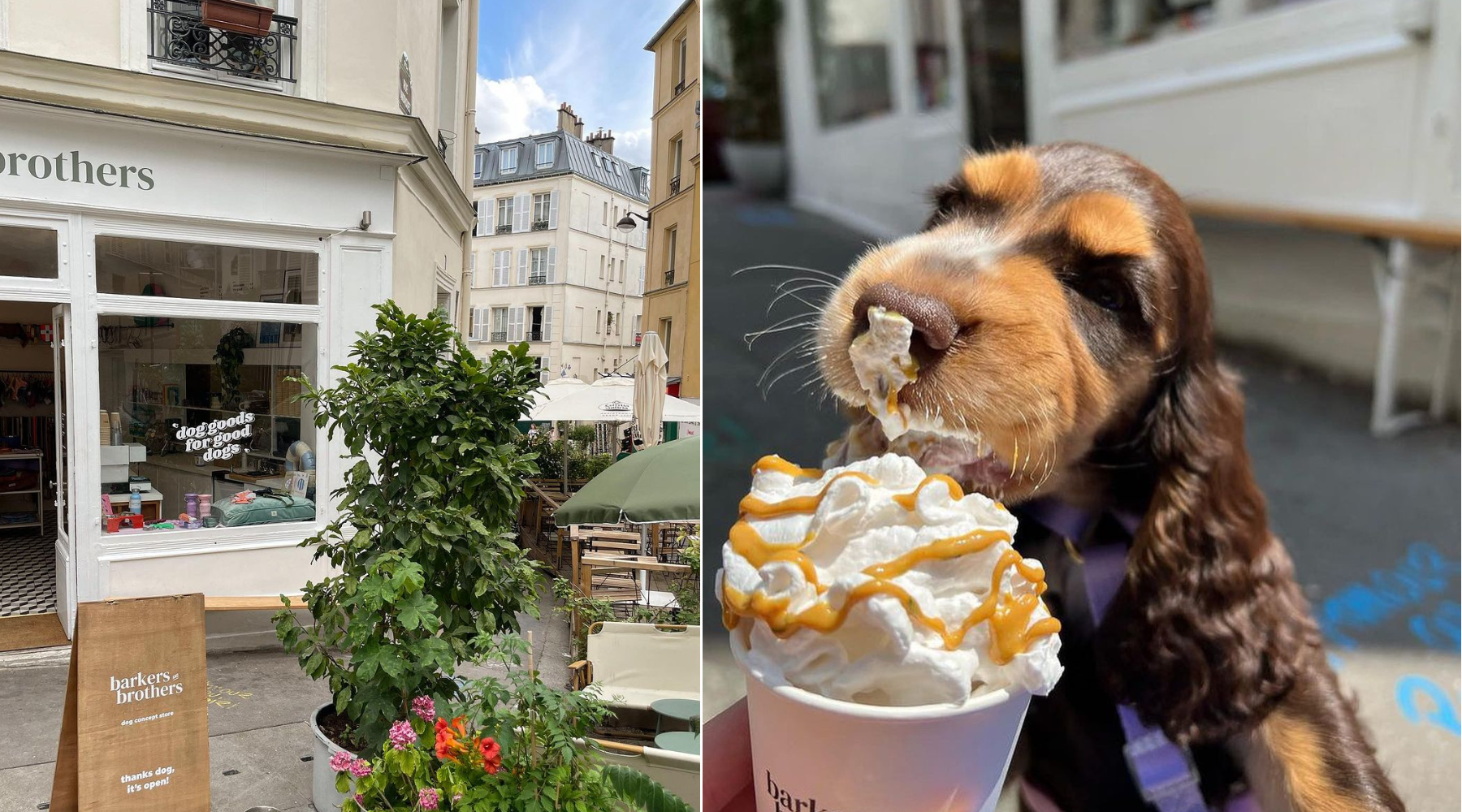 Idemo u Pariz na puppuccino – i vodimo psa sa sobom