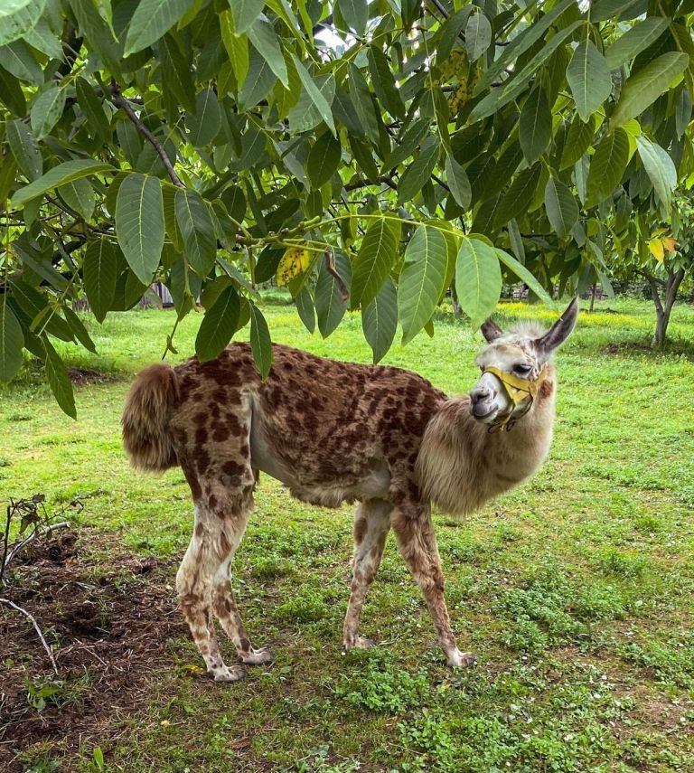 alpaka ranč srbija poni ranc (5)