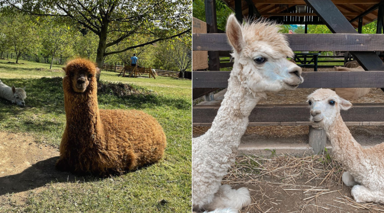 alpaka ranč srbija poni ranc