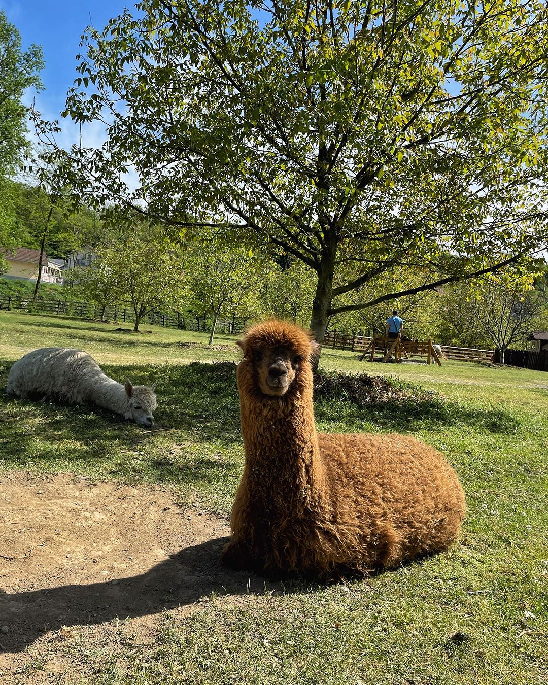 alpaka ranč srbija poni ranc