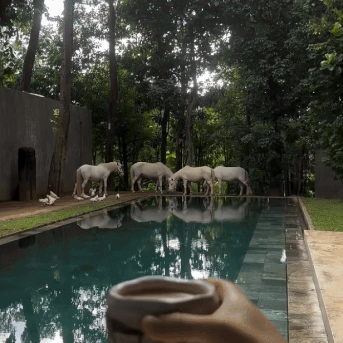 Na travel listi: „Lodge in the woods“ hotel i utočište za životinje na Baliju