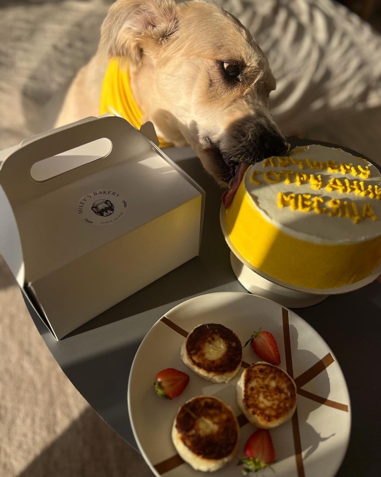 Miley’s bakery: Torte za pse koje želimo da poklonimo ljubimcima