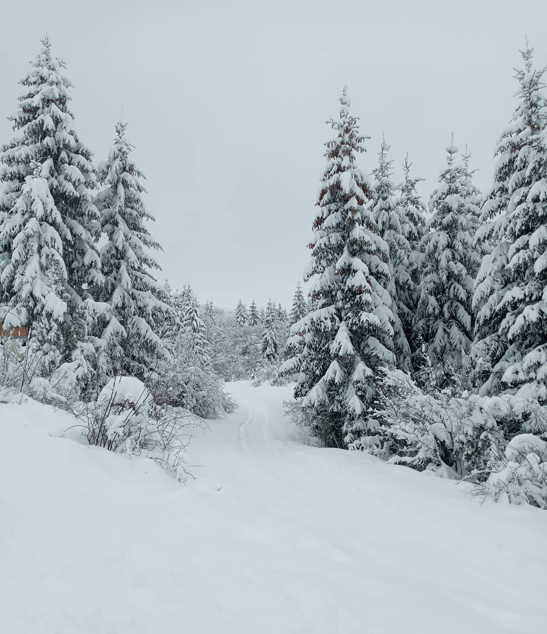 Ski centar Žari dodajemo na must-visit listu (neotkrivenih) zimskih gem-ova Srbiji